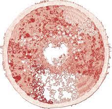 Du calcaire au microscope